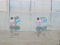 （写真）囲い網の中で稚エビを放流する