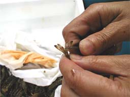 （写真）ハサミでクルマエビのしっぽの一部を切り取る